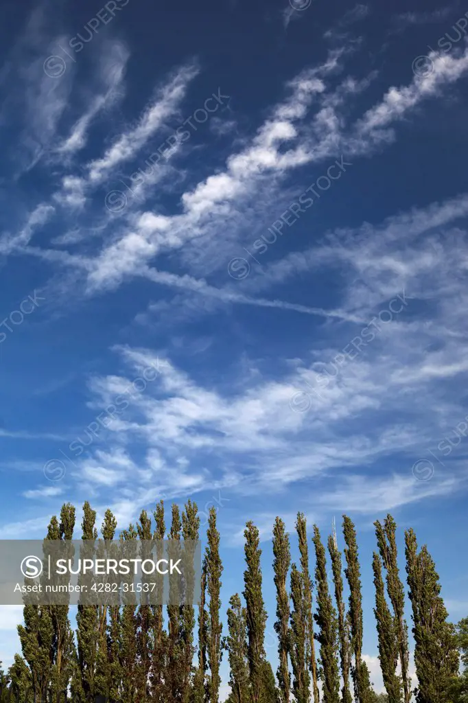 England, Oxfordshire, Abingdon. Deep autumn sky above a row of trees at Abbey Fields in Abingdon.