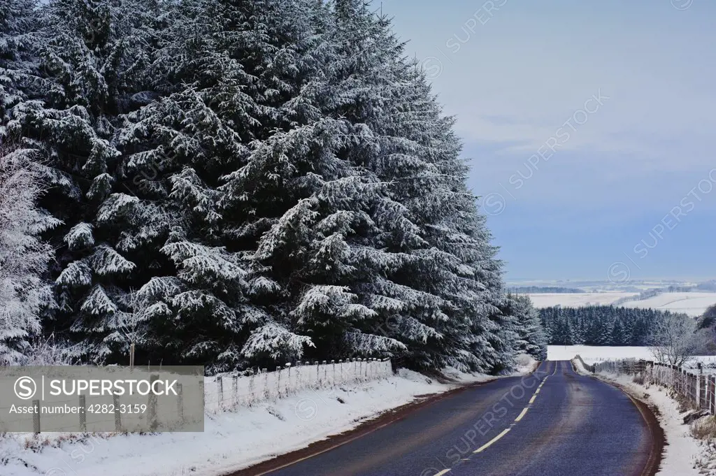 Scotland, South Lanarkshire. A road running past a Conifer forest in a snow covered landscape in South Lanarkshire in winter.