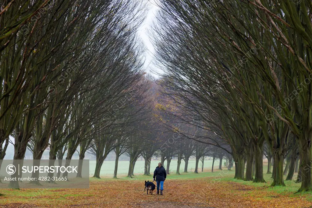 England, Oxfordshire, Radley College. A man walking a dog in an avenue of trees in Radley College in late autumn.