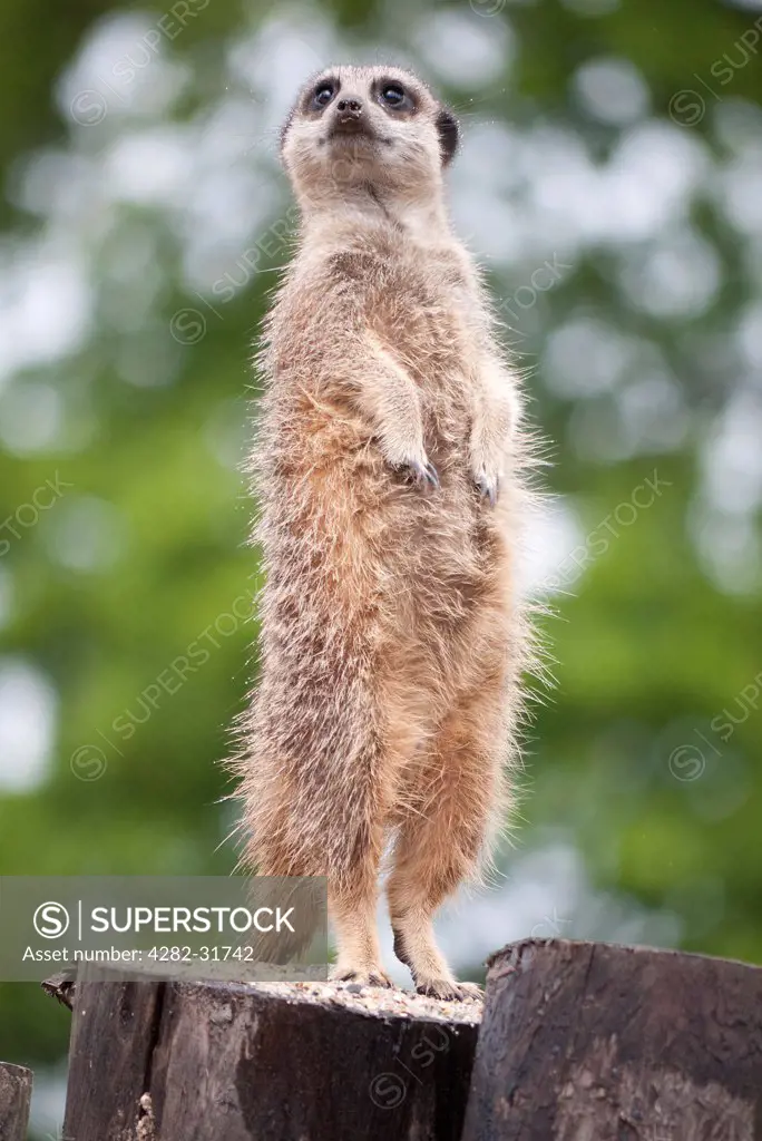 England, Wiltshire, Longleat Safari Park. A meerkat lookout stands to attention in the rain at Longleat Safari Park.