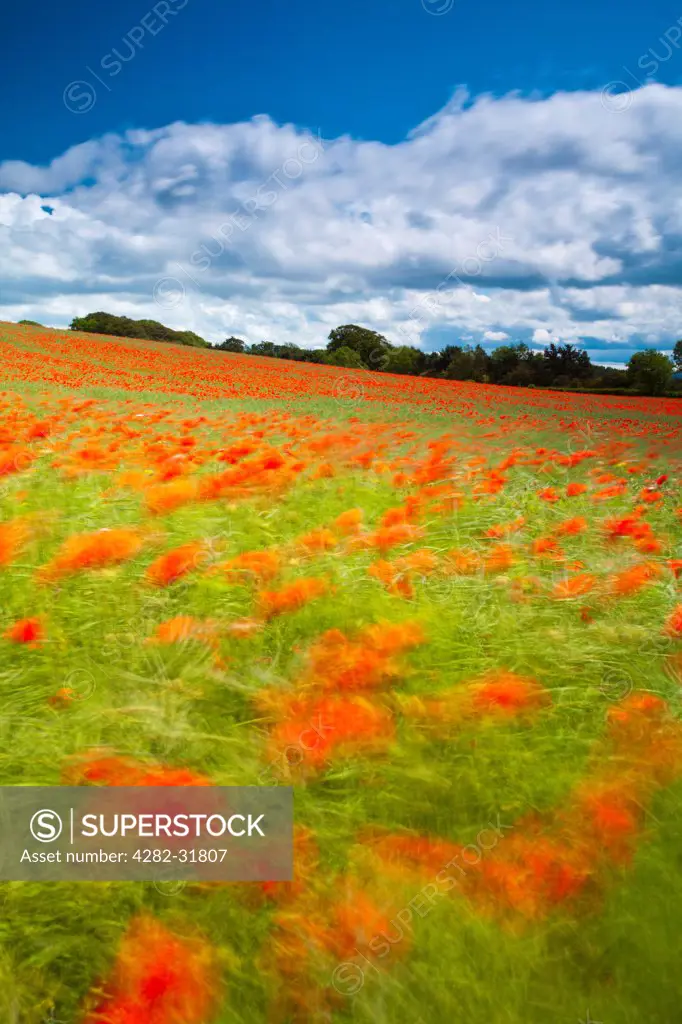 England, Northumberland, Corbridge. Poppies growing in a commercial poppy seed field in Northumberland.