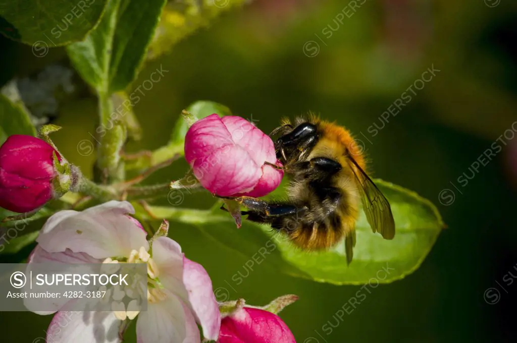 Scotland, South Lanarkshire. Close-up of a bee feeding on pollen from apple blossom in springtime.