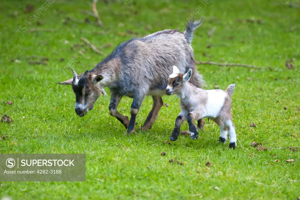 Scotland, South Lanarkshire, Biggar. Pygmy goat kid with mother on a small holding in South Lanarkshire.