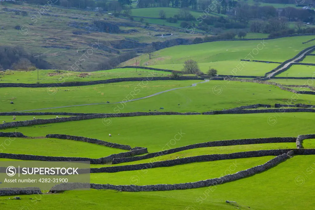 England, North Yorkshire, Yorkshire Dales National Park. Looking down on traditional dry-stone walls and fields near Ingleton.