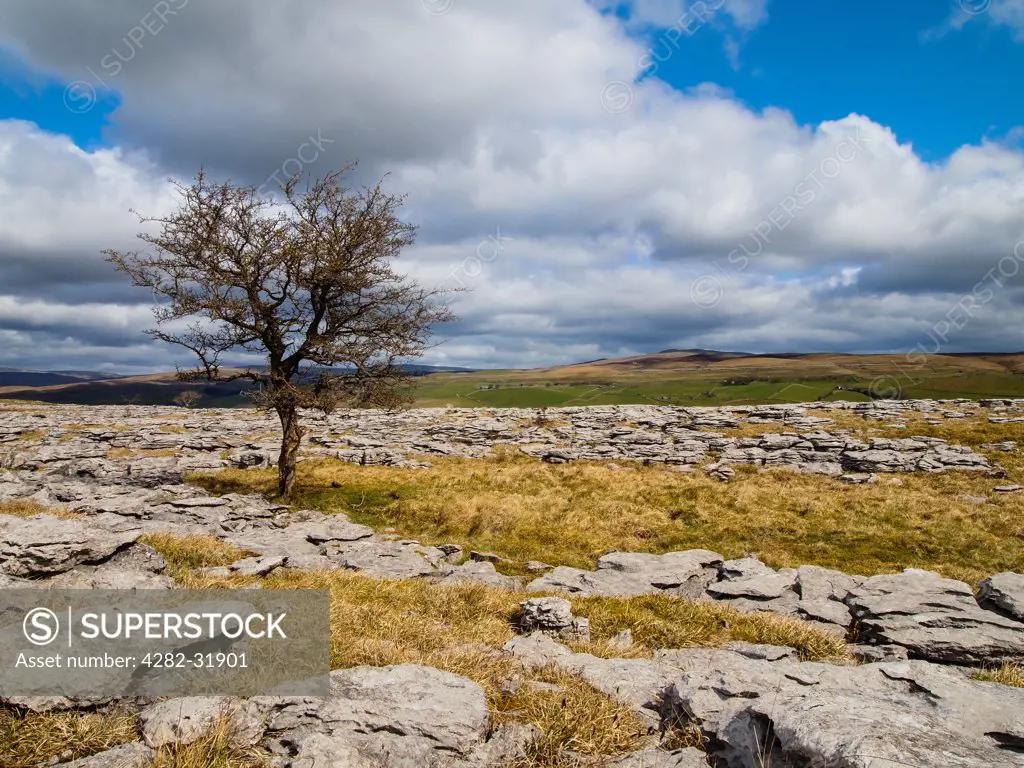 England, North Yorkshire, Yorkshire Dales National Park. Lone tree and limestone pavement in Moughton Scars.