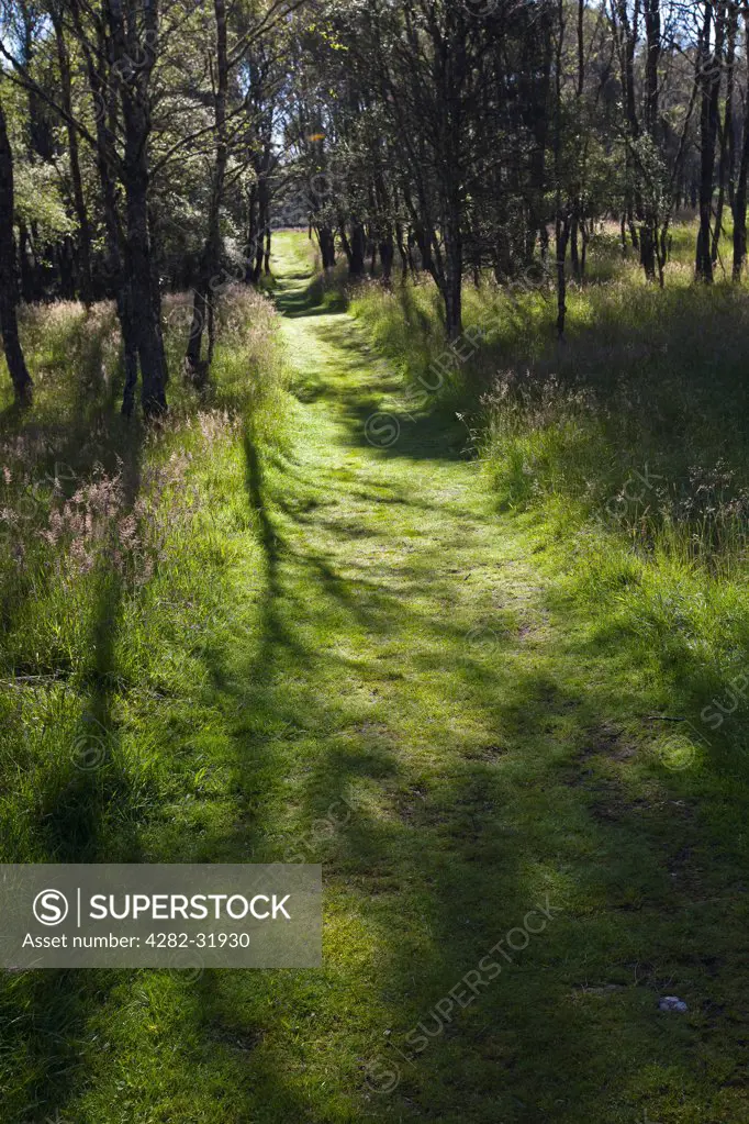 Scotland, Aberdeenshire, Dinnet. Shadows on the grass on a path through a wooded area.