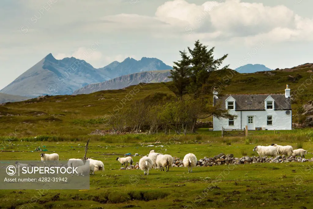 Scotland, Highland, Tokavaig. Sheep grazing on the Isle of Skye.