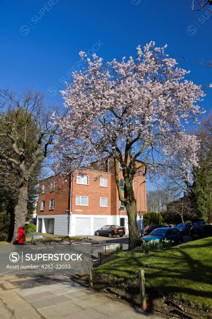 England, London, Barnet. A house with a red letter-box and flowering tree in a London suburb.