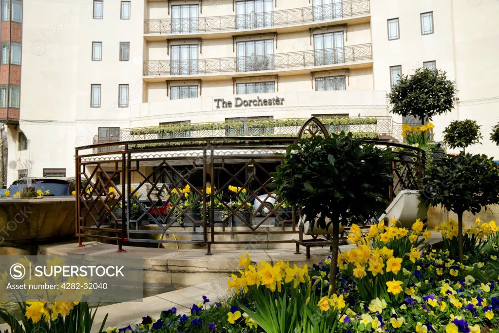 England, London, The Dorchester Hotel. Spring daffodils adorn the forecourt of the Dorchester Hotel in London.