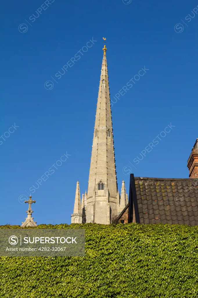 England, Norfolk, Norwich. The spire of Norwich Cathedral soars above an ivy-covered wall.