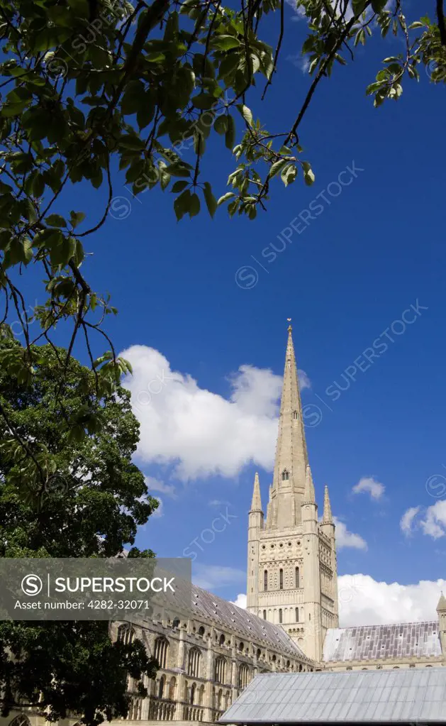 England, Norfolk, Norwich. The medieval Cathedral of Norwich framed by a tree.