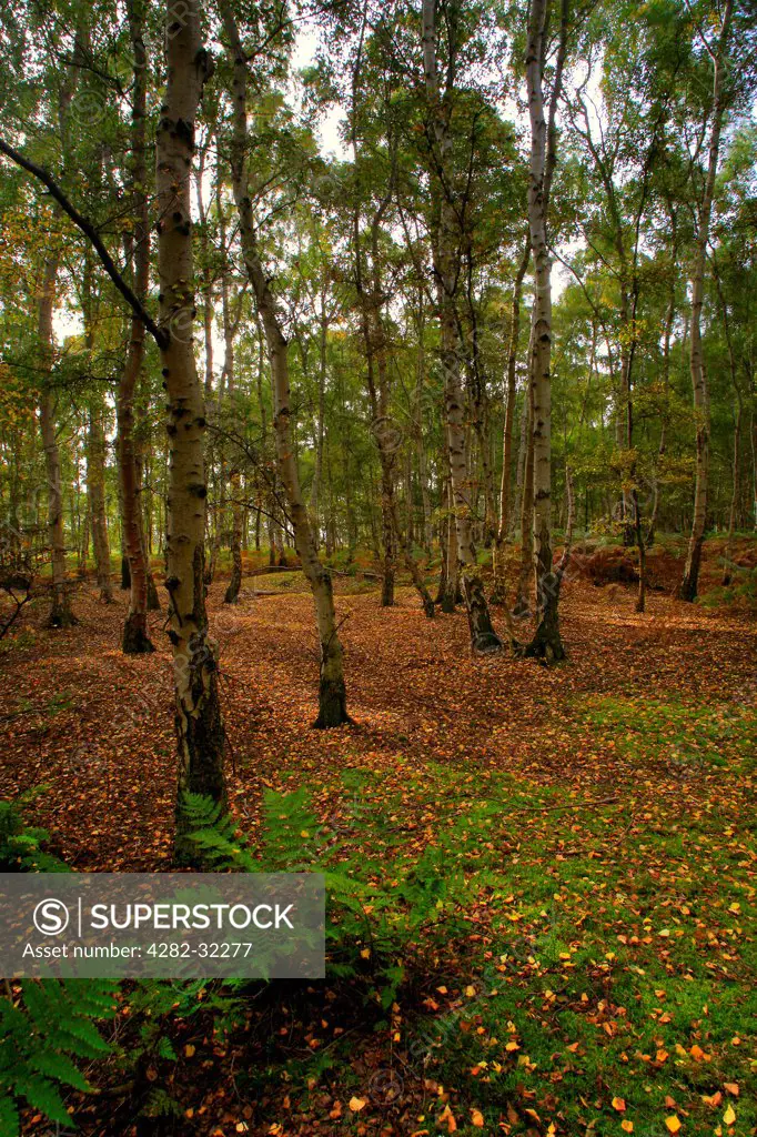 England, Suffolk, The Sandlings. The golden tones of early autumn in a small birch woodland that is part of the Suffolk Sandlings.