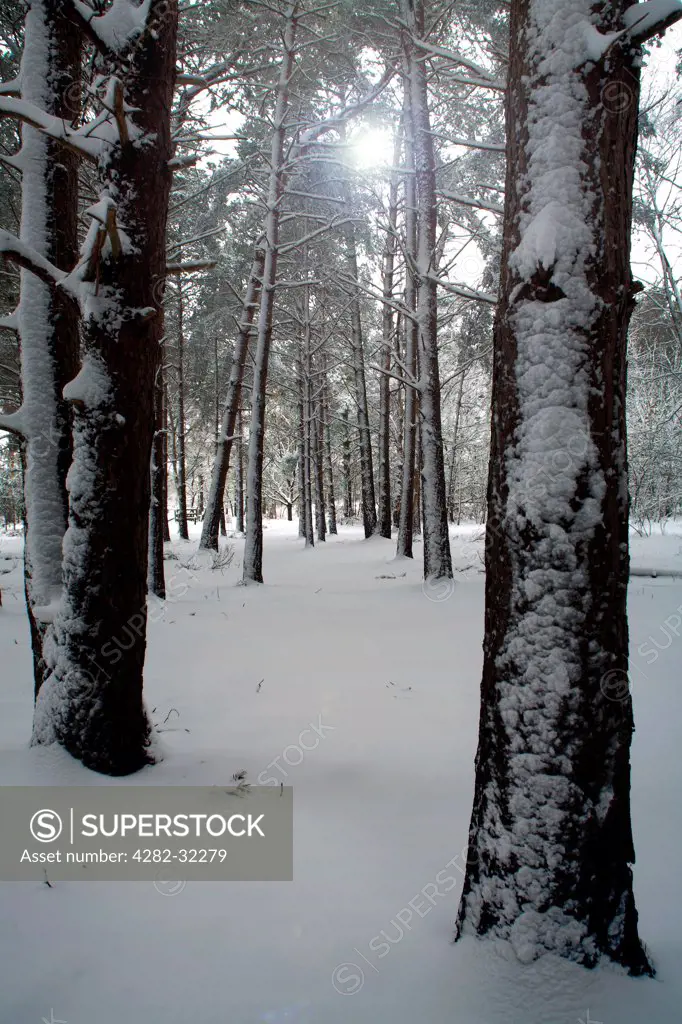 England, Suffolk, Sutton. A snow covered scene in a Sutton wood.