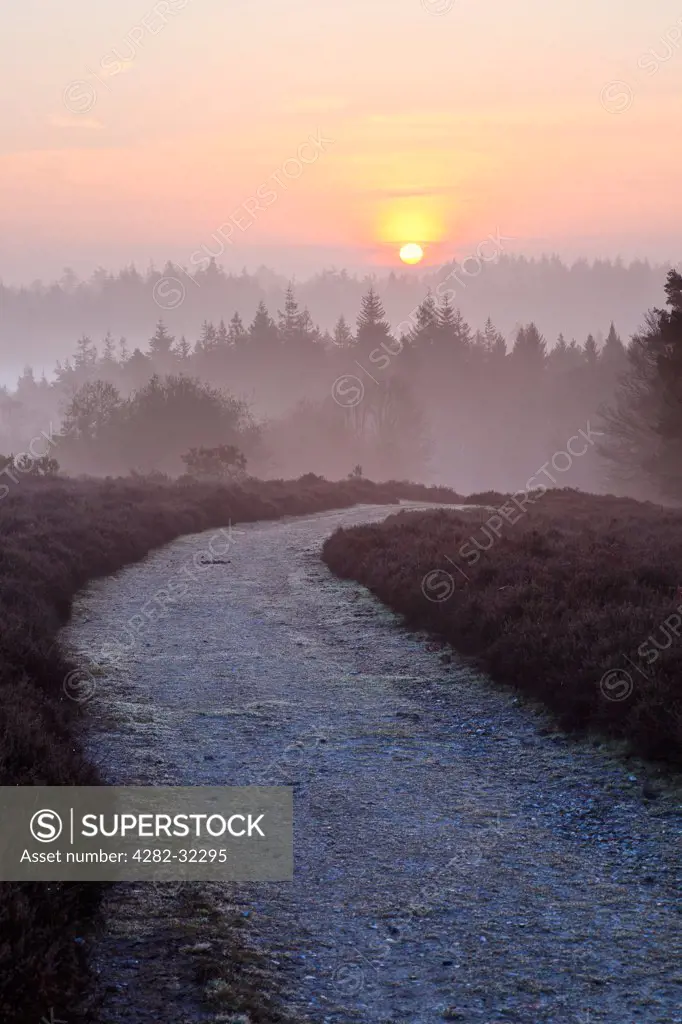 England, Hampshire, New Forest. A view toward Mogshade Hill in the New Forest.