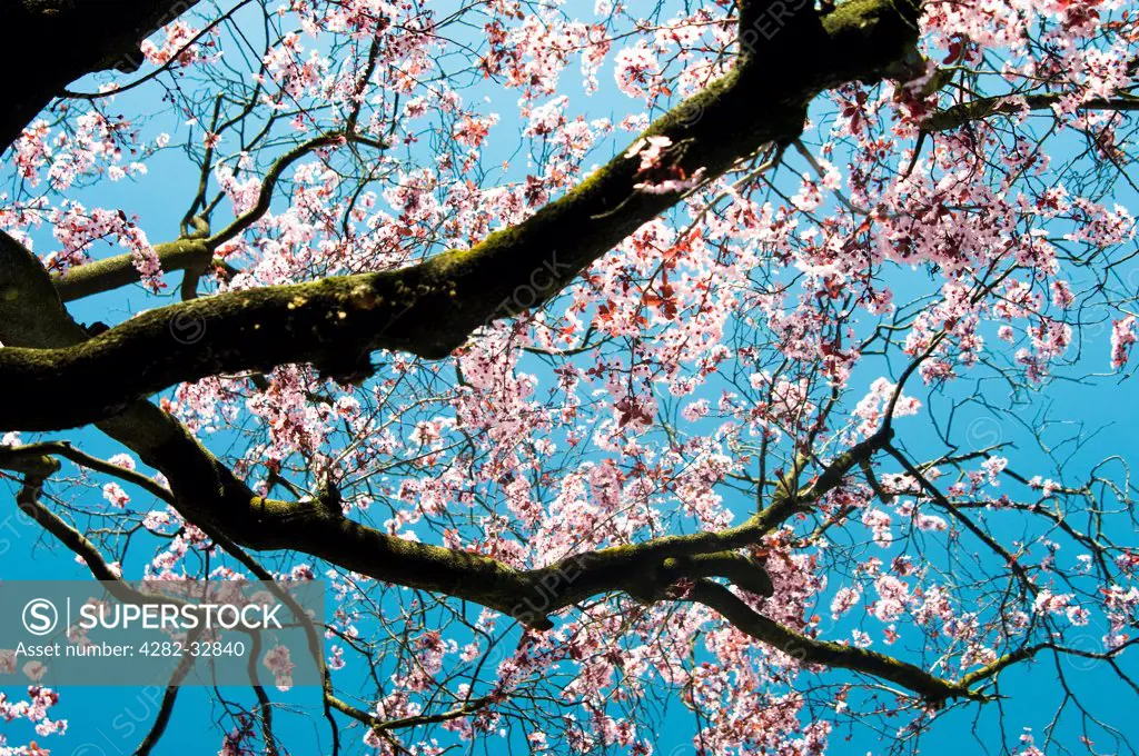 England, London, Lamas Park. Blossoms on a tree in Lamas Park.