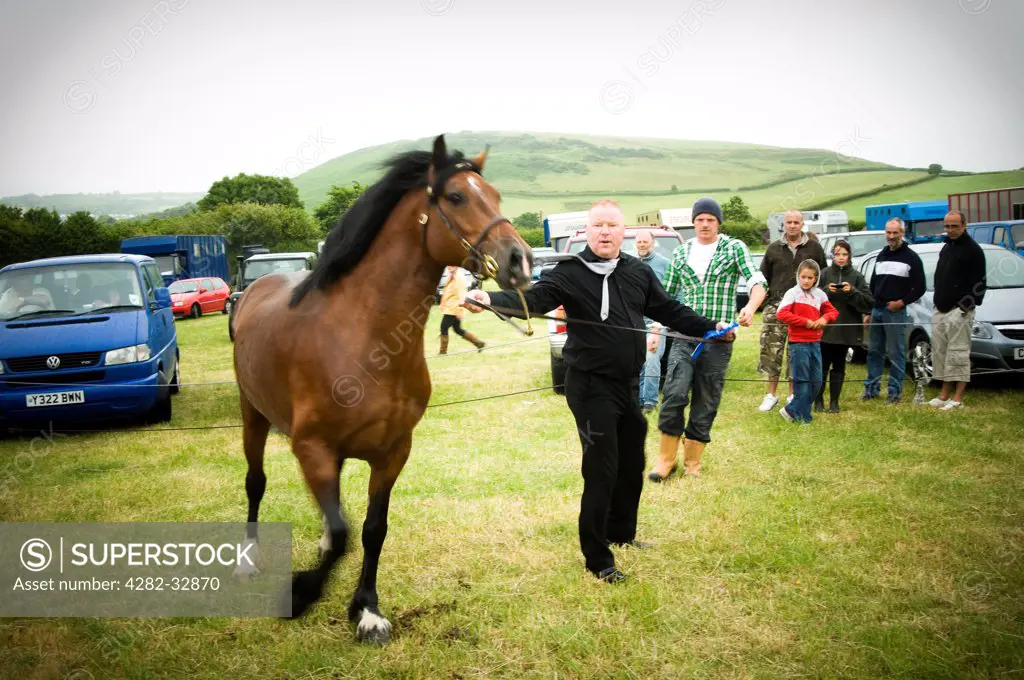 Wales, West Glamorgan, Llanrhidian. A horse is offerd for sale at a welsh horse fair.
