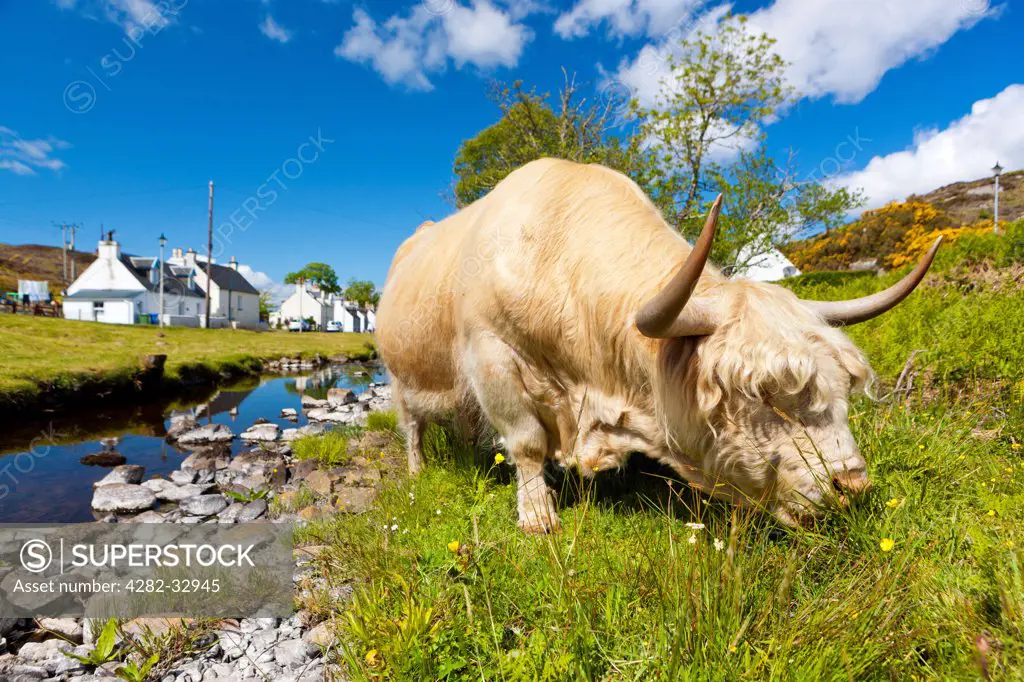 Scotland, Highland, Diurinis. A Highland cow grazing by a stream.