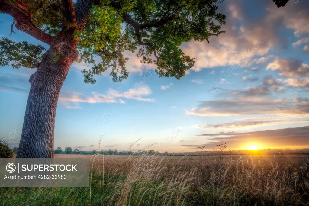 England, Leicestershire, Loughborough. Sunrise over a rural field with a great oak tree.