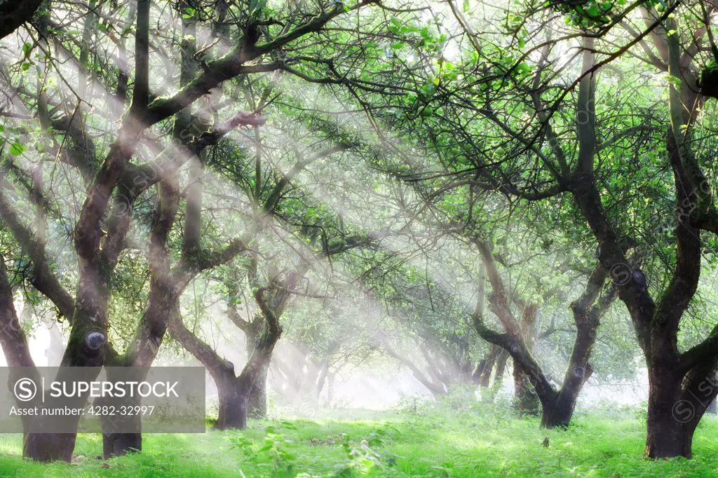 England, Cambridgeshire, Wisbech. Sunlight shines through an apple orchard on a misty morning.