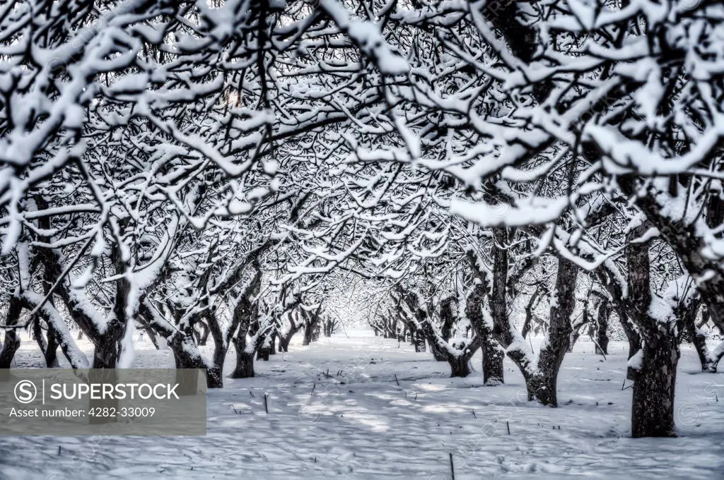 England, Cambridgeshire, Wisbech. A line of snow covered trees in an orchard.