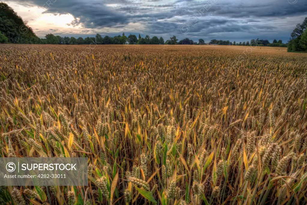 England, Nottinghamshire, Nottingham. A field of ripening wheat just before harvest.