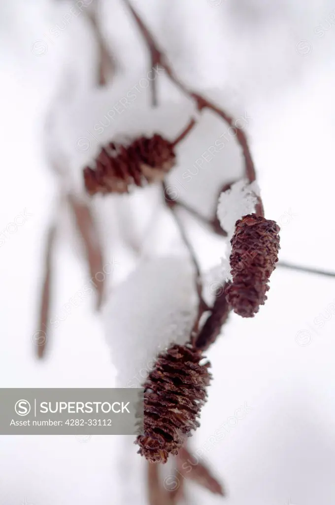 England, London, Camden. Close-up detail of a branch of a snow-covered tree in Waterlow Park in North London.