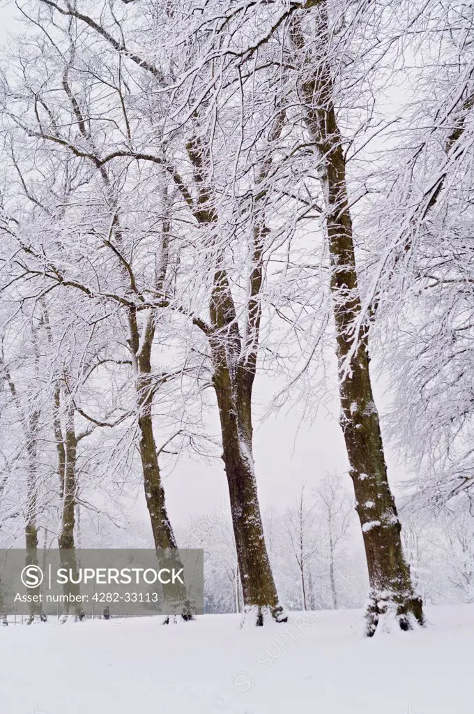England, London, Camden. Snow-covered trees in Waterlow Park in North London.