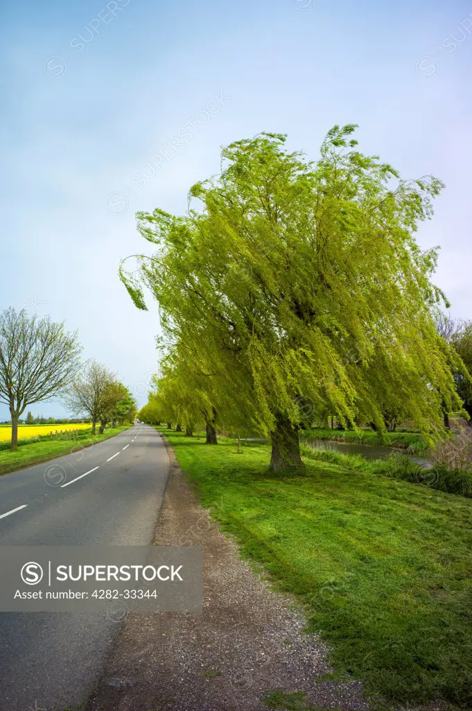 England, Lincolnshire, Crowland. An avenue of weeping willows in the Fens.