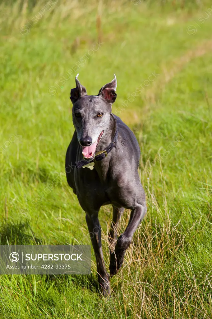 England, Leicestershire, Snarestone. Greyhound running off the lead with collar and tag visible.