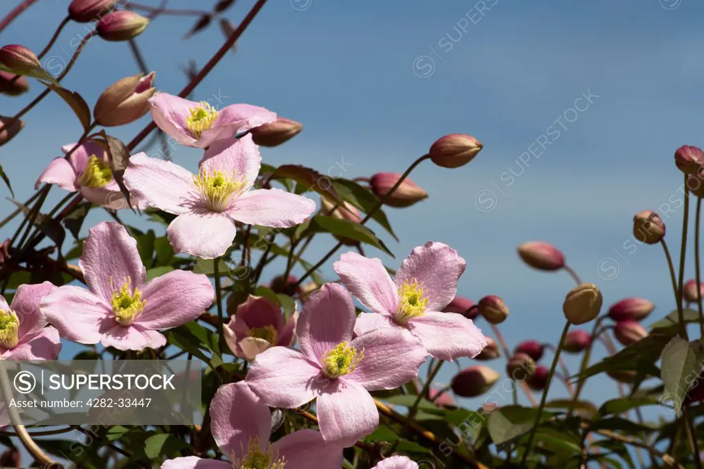 England, Leicestershire, Bagworth. Clematis Montana Rosea growing over a fence.