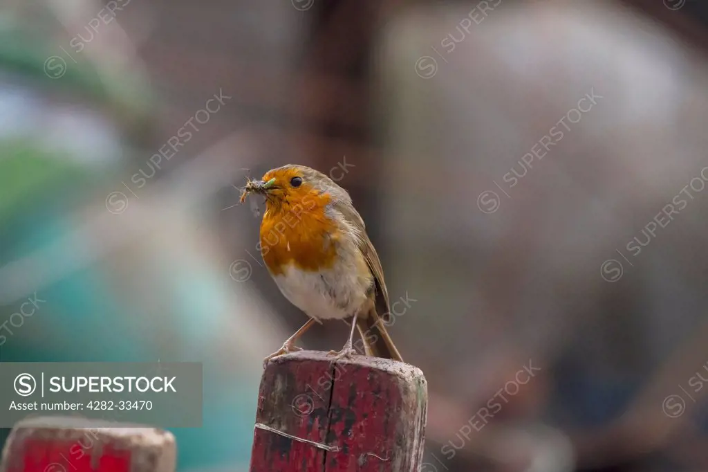 England, Leicestershire, Ravenstone. A robin with a beak full of insects ready to feed its young.