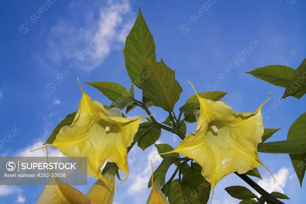 Wales, Monmouthshire, Monmouth. Yellow Brugmansia flowers against a blue sky.
