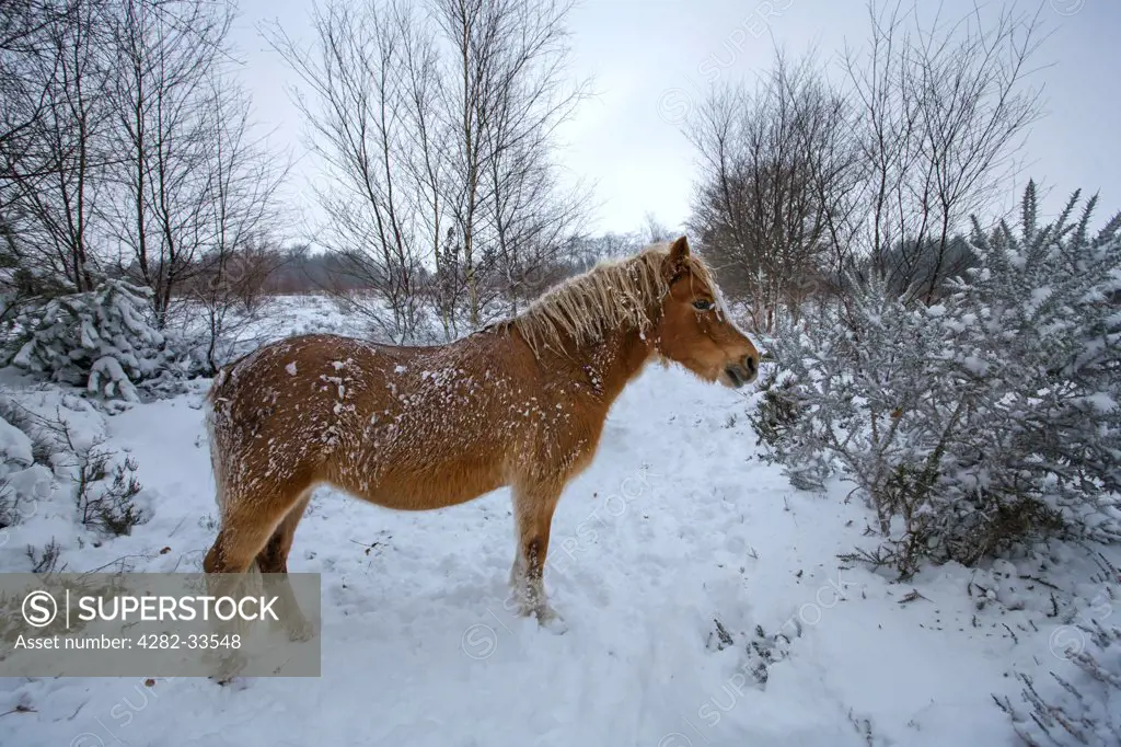 Wales, Monmouthshire, Monmouth. Welsh mountain pony on snow covered heathland.