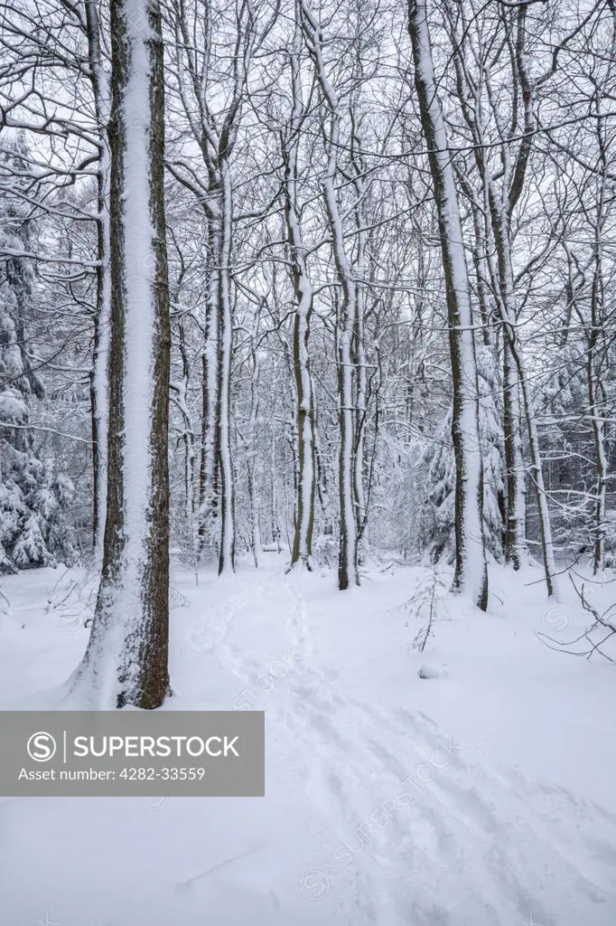 Wales, Monmouthshire, Trellech. Footprints leading into a snowy forest.