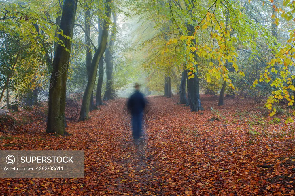 Wales, Monmouthshire, Monmouth. A  man walking through autumn woodland.