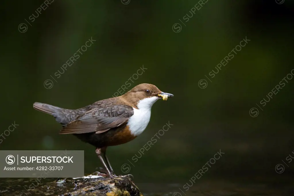 England, Somerset, Exmoor. A dipper hunting on the water.