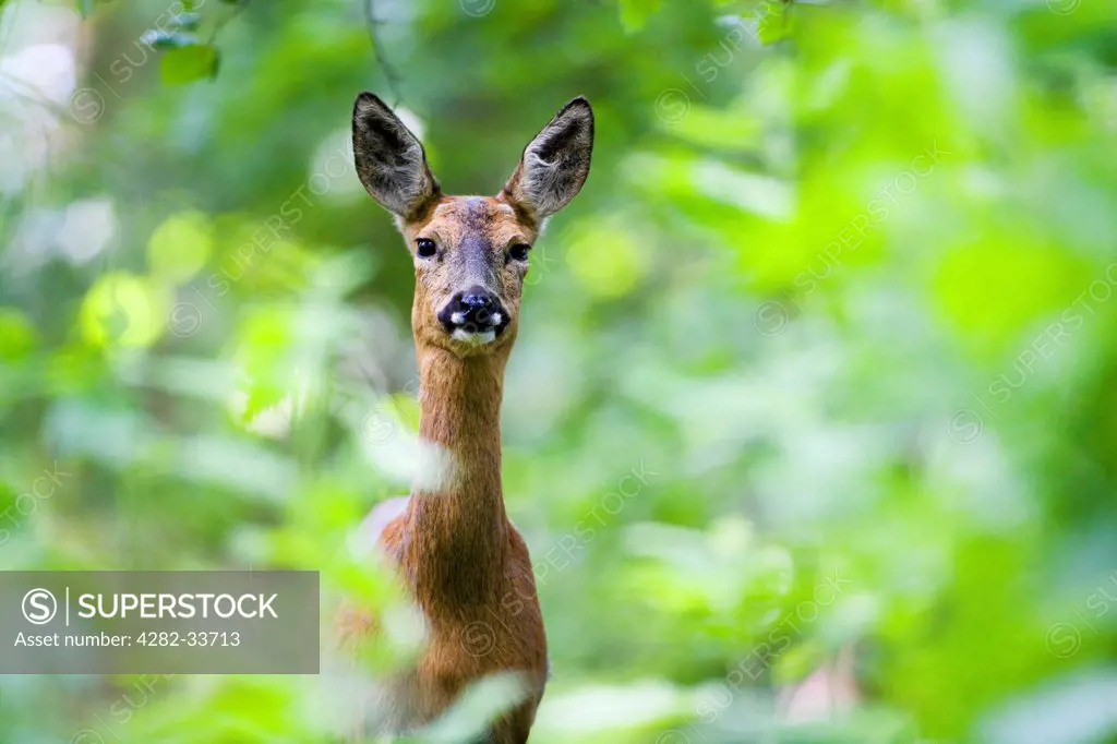 England, Somerset, Exmoor. A roe deer peering through the undergrowth.