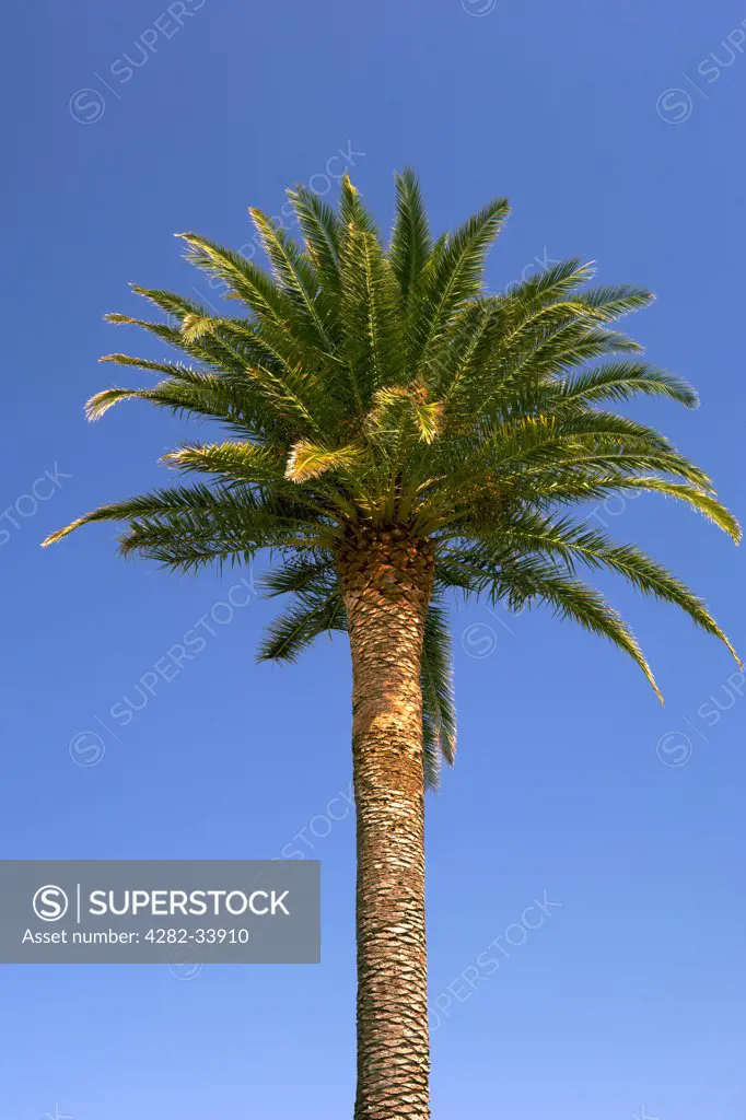 France, Corsica, Pinarello. A palm tree against a blue sky in Corsica.