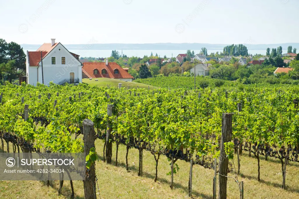 Hungary, Veszprem, Csopak. Tamas Pince Csopak vineyards and Lake Balaton.