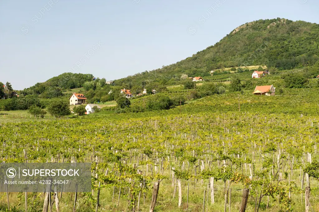 Hungary, Veszprem, Kaptalantoti. Vineyards of Kaptalantoti near Lake Balaton.