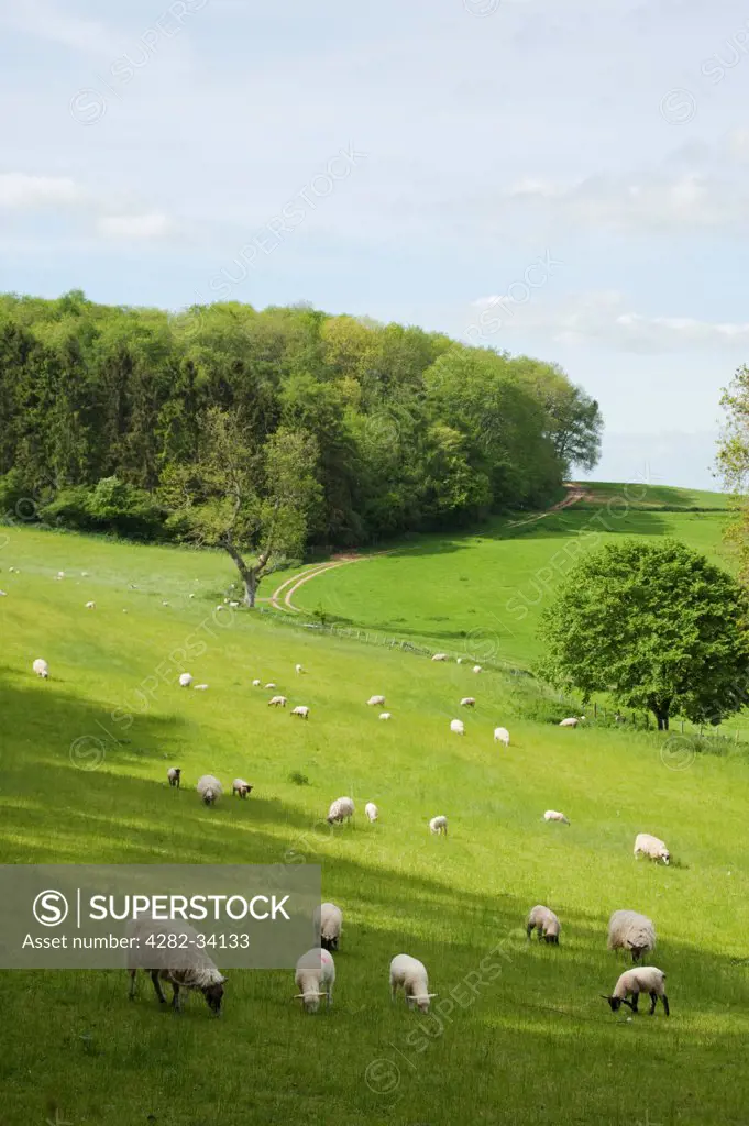 England, Gloucestershire, Winchcombe. Sheep grazing in a field near Winchcombe.