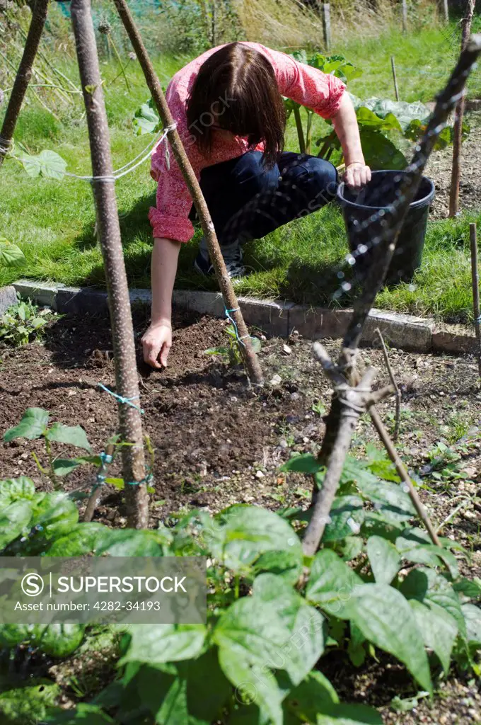 England, East Sussex, Brighton. A woman gardening on her allotment.