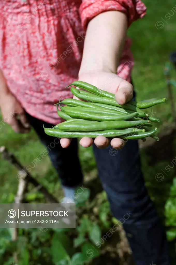 England, East Sussex, Brighton. A woman holding just harvested green beans.