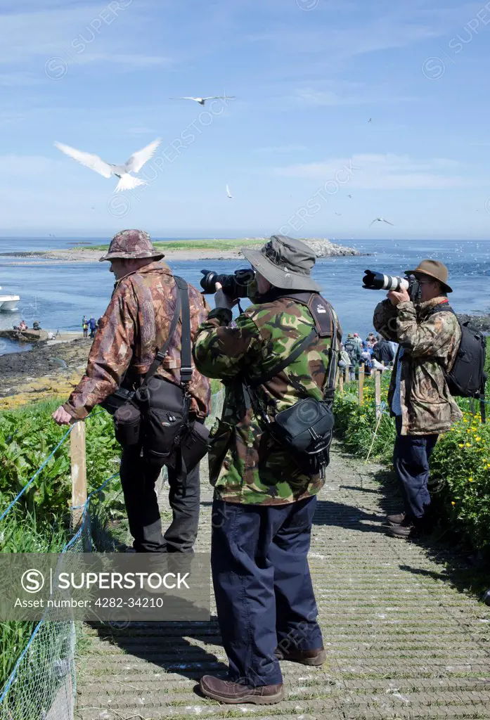 England, Northumberland, Farne Islands. Wildlife photographers on the Farne Islands.