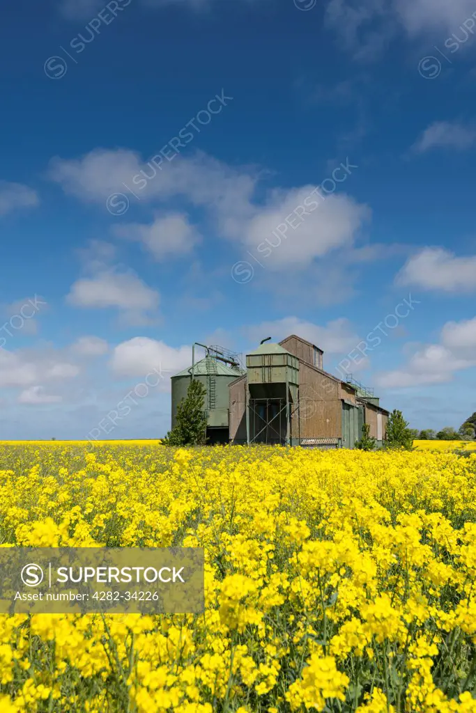 England, Norfolk, Holt. Derelict farm building in a field of rape.