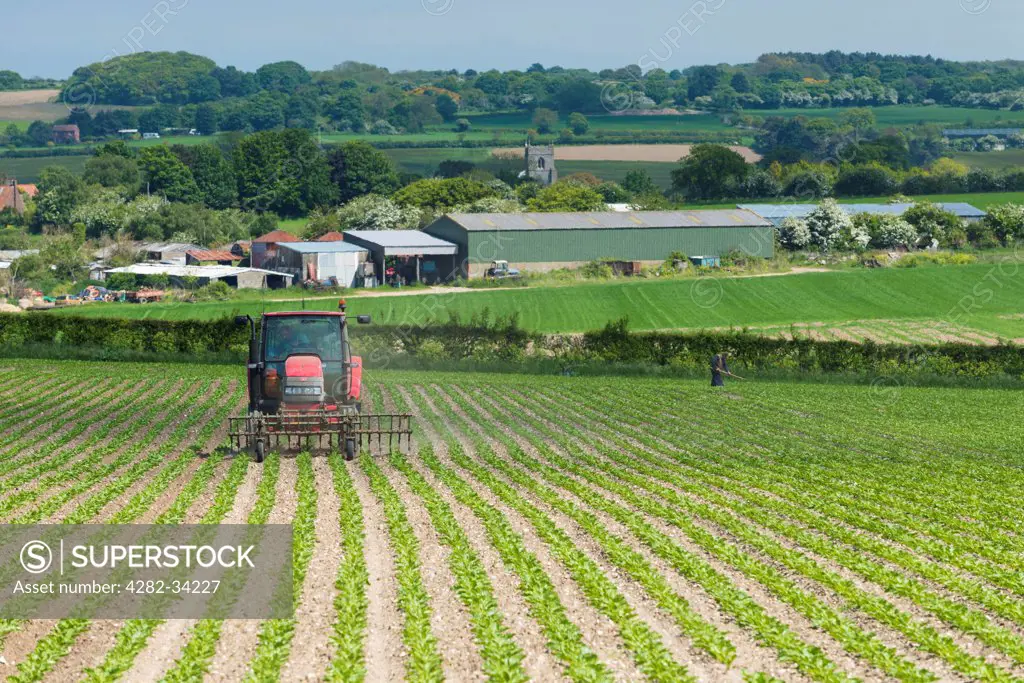 England, Norfolk, Creake. A farmer hoes his crop of sugar beet.