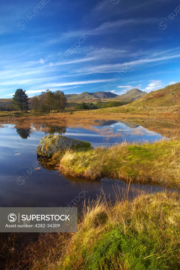 England, Cumbria, Torver. Coniston Old Man which is one of Lakeland's iconic fells reflected in the reed covered water of Kelly Hall Tarn.