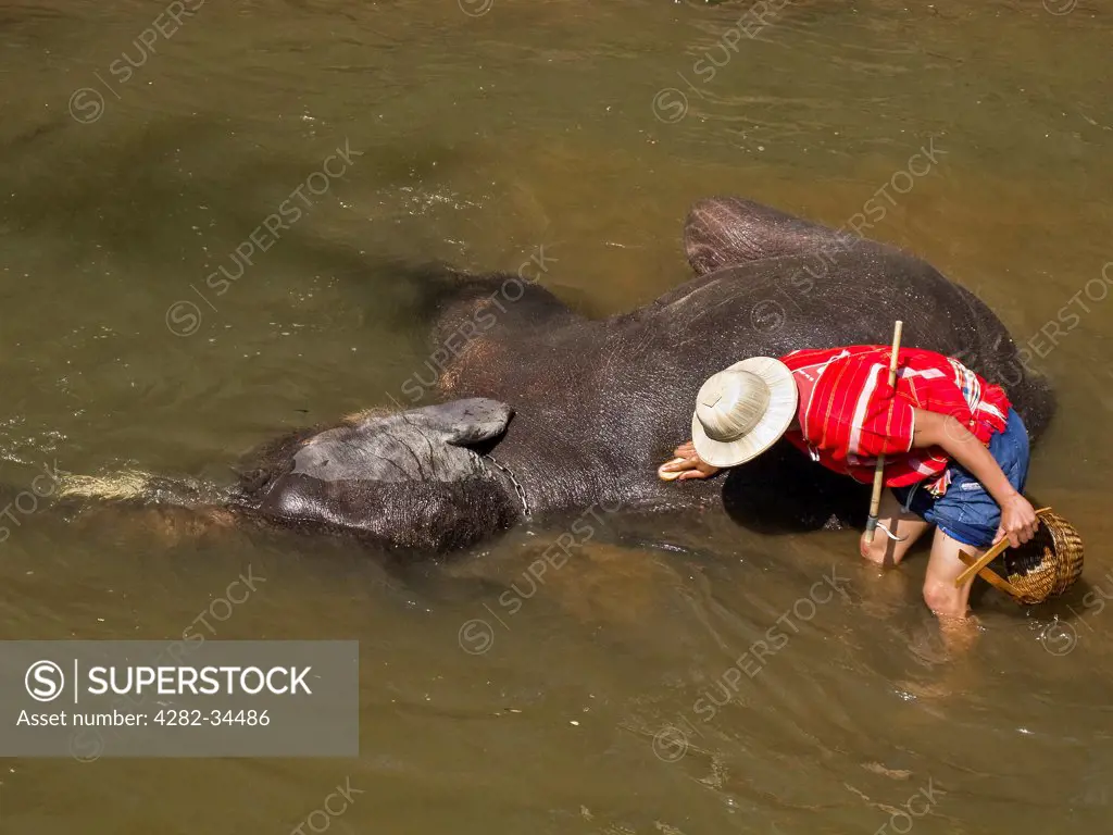 Thailand, Northern Thailand, Maesa Valley. A mahout scrubbing his elephant in a river at Maesa Elephant Camp in Chiang Mai.