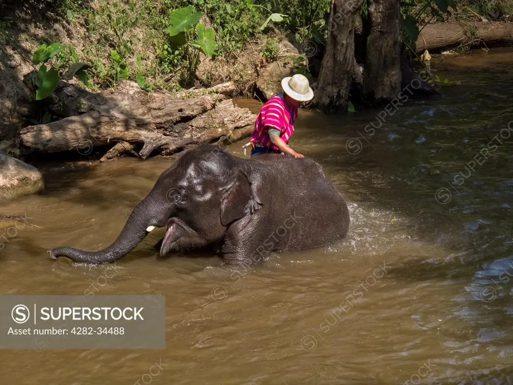 Thailand, Northern Thailand, Maesa Valley. A mahout bathing his elephant in a river at the Maesa Elephant Camp in Chiang Mai.