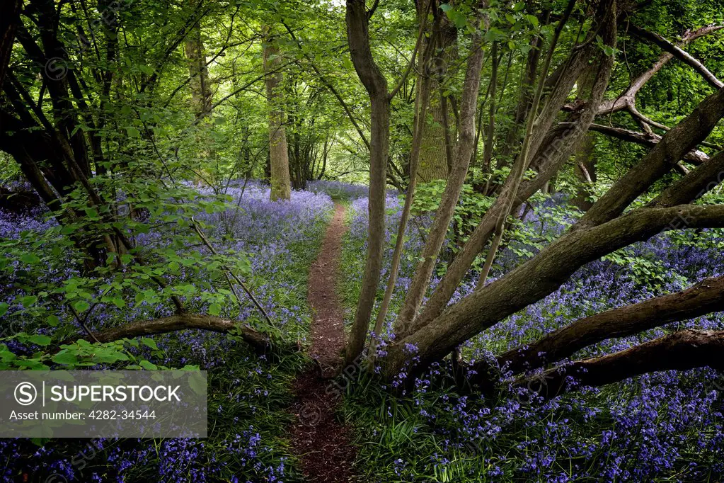 England, Essex, Basildon. Bluebells in an Essex woodland.